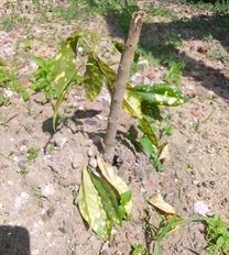 tree