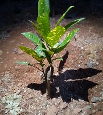 tree