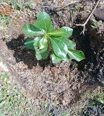 tree