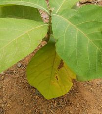 tree